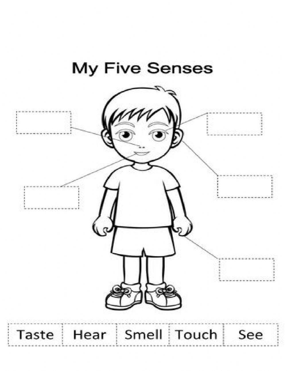 5 senses