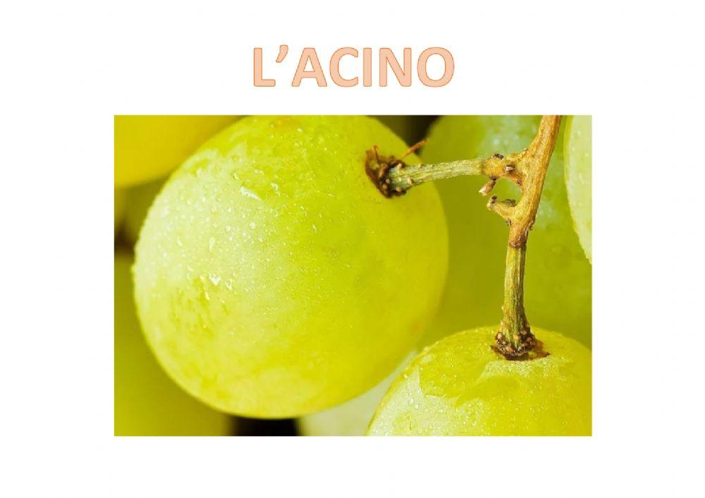 L'acino