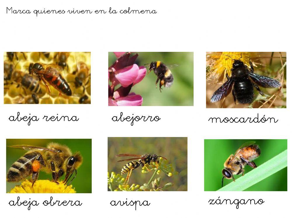 ¿Por qué hacen miel las abejas