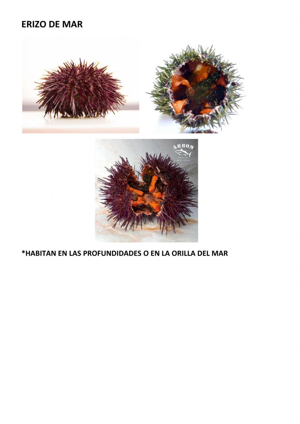 Animales invertebrados. parte 3. equinodermos.