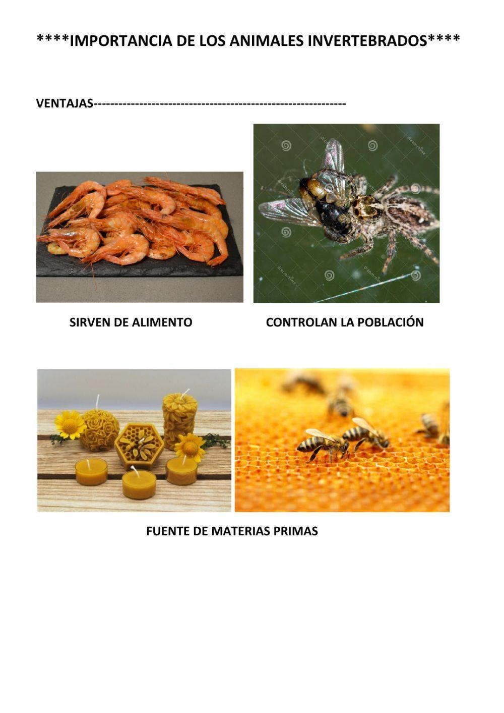 Animales invertebrados. parte 3. equinodermos.