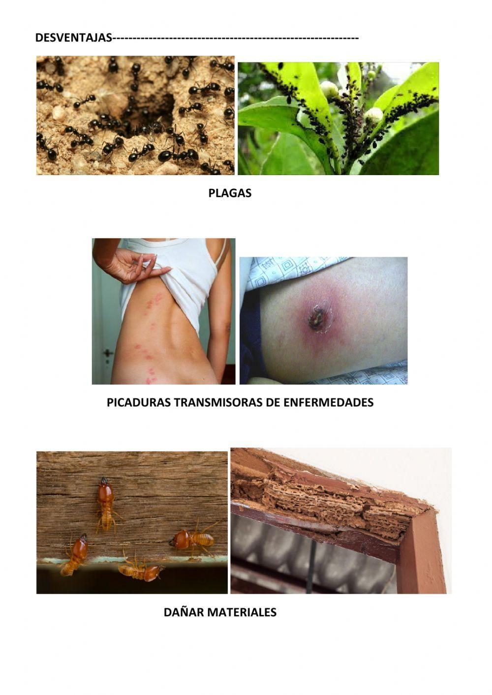 Animales invertebrados. parte 3. equinodermos.
