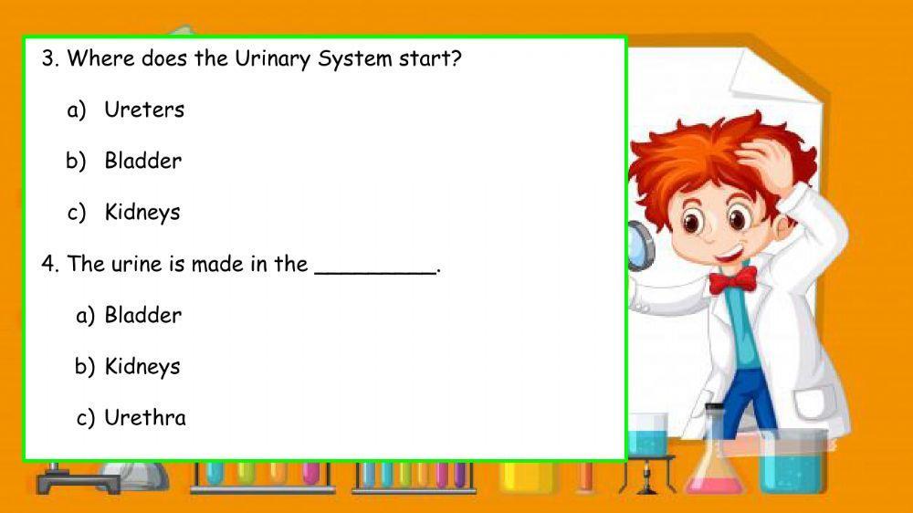Urinary System quiz