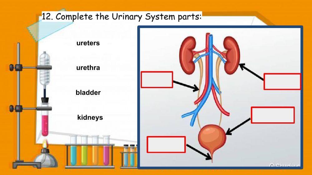 Urinary System quiz