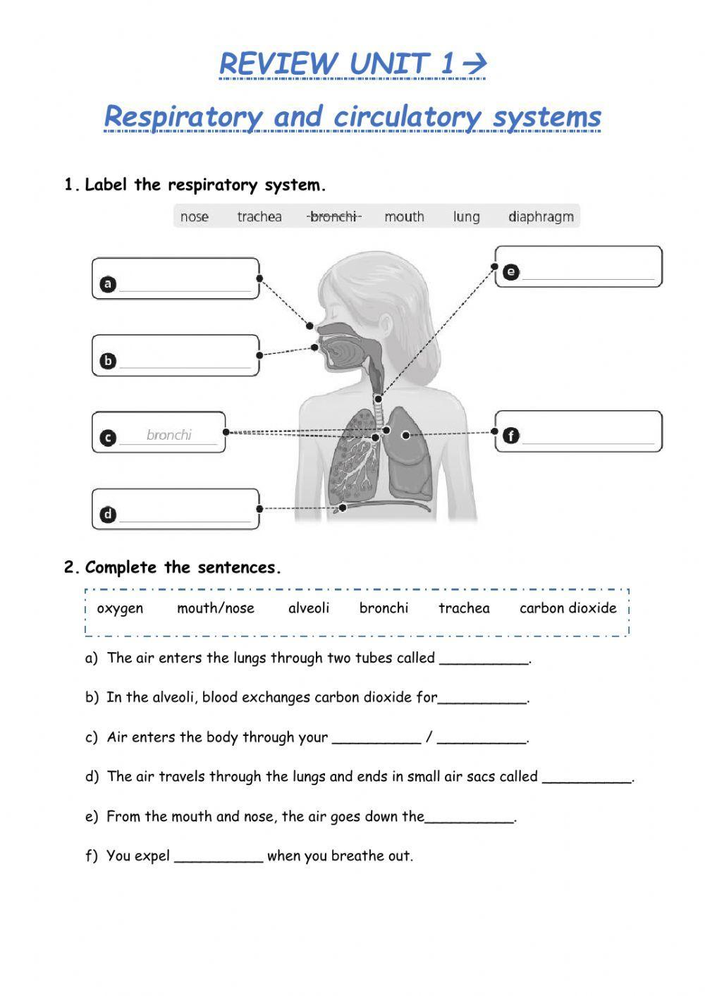 270913 Circulatory And Respiratory Systems Albacorfer 270913-circulatory-and-respiratory-systems-albacorfer