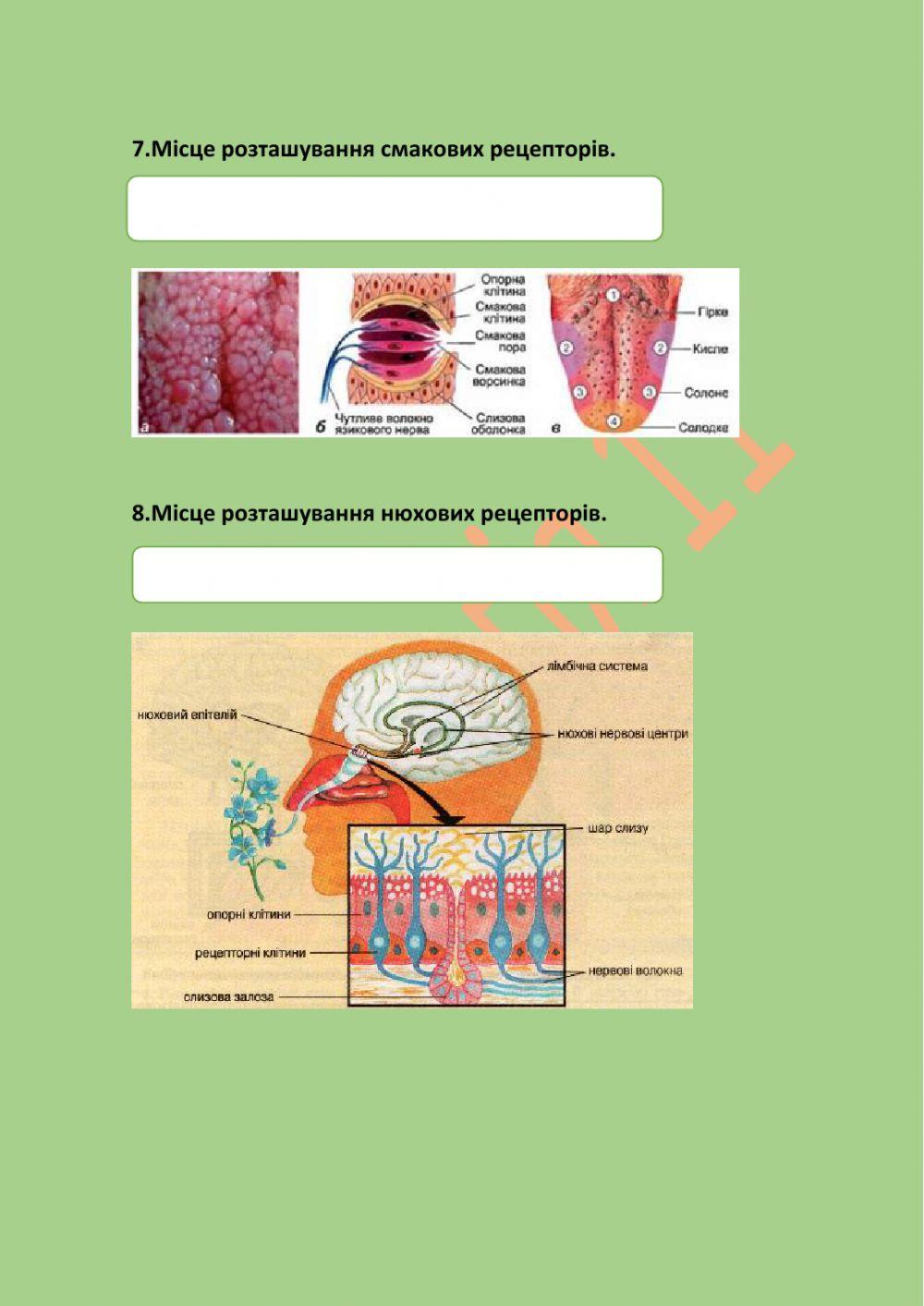 Види рецепторів. Сприйняття сигналів.
