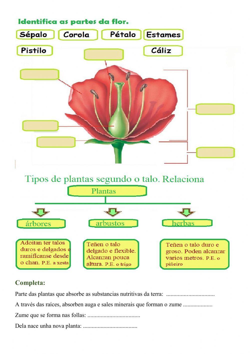 O Reino vexetal. 3º EP