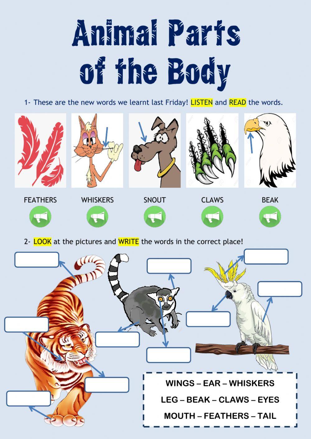 Animal Parts of the Body II