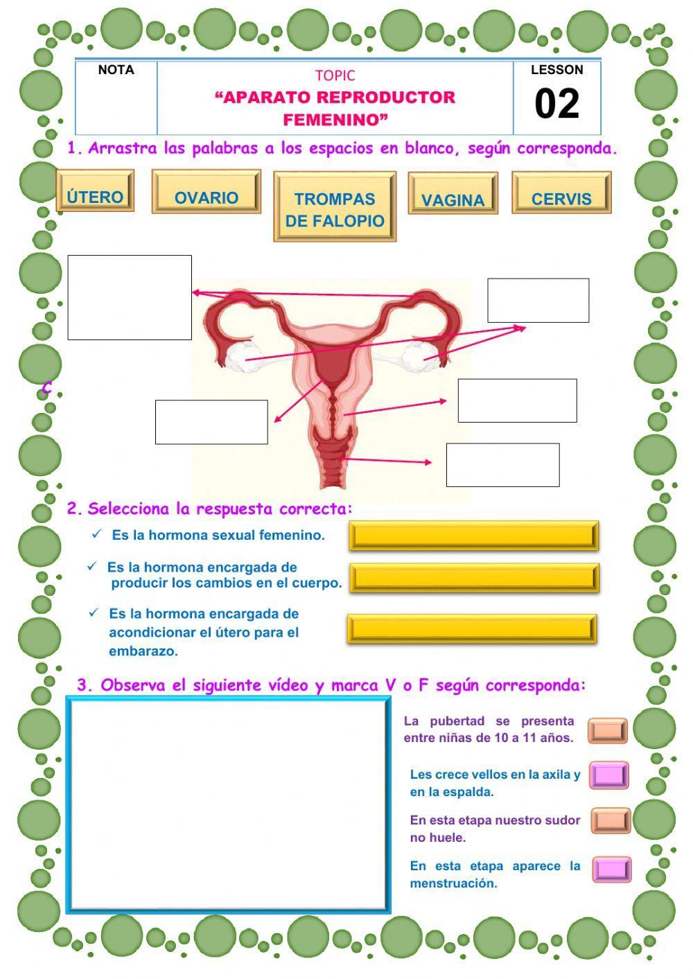 Aparato reproductor femenino Aparato reproductor femenino