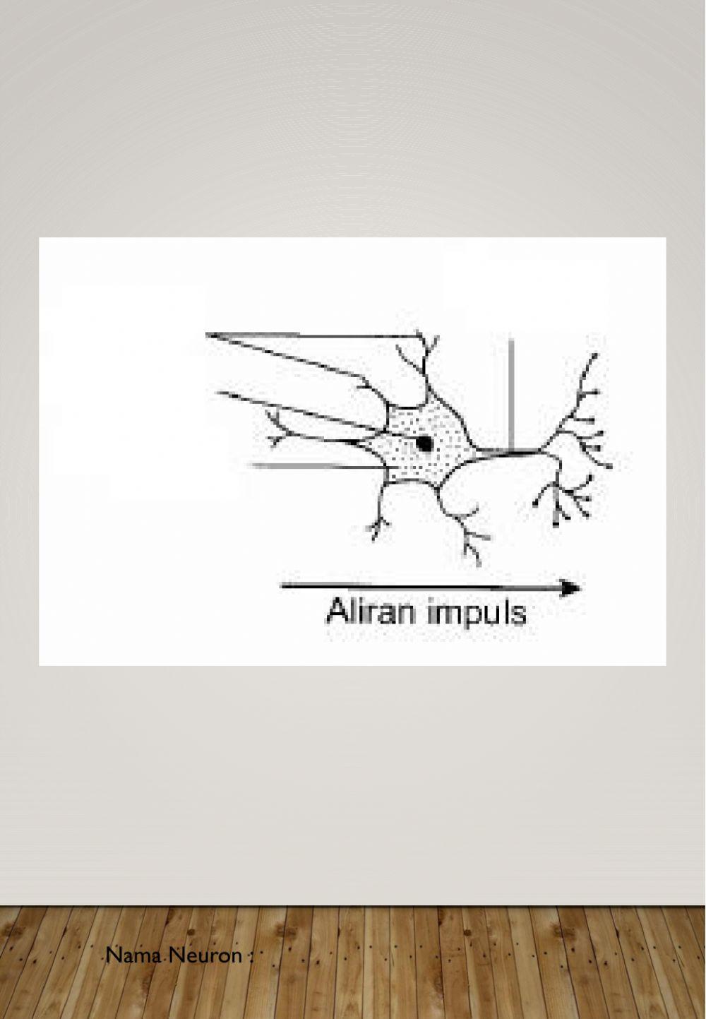 3 Jenis Neuron