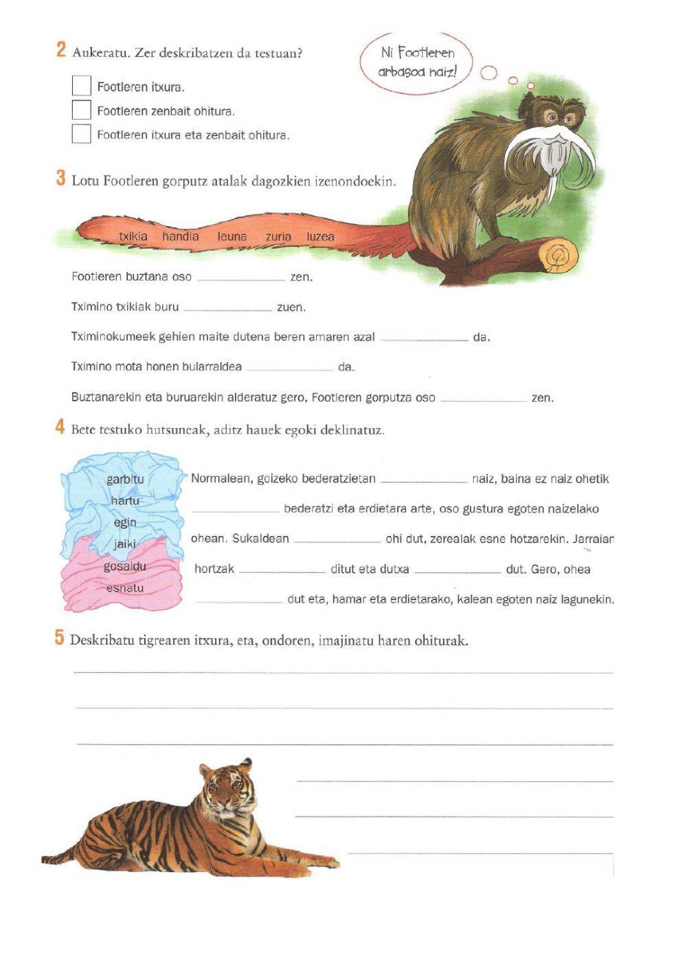 Footle, tximino ñimiñoa