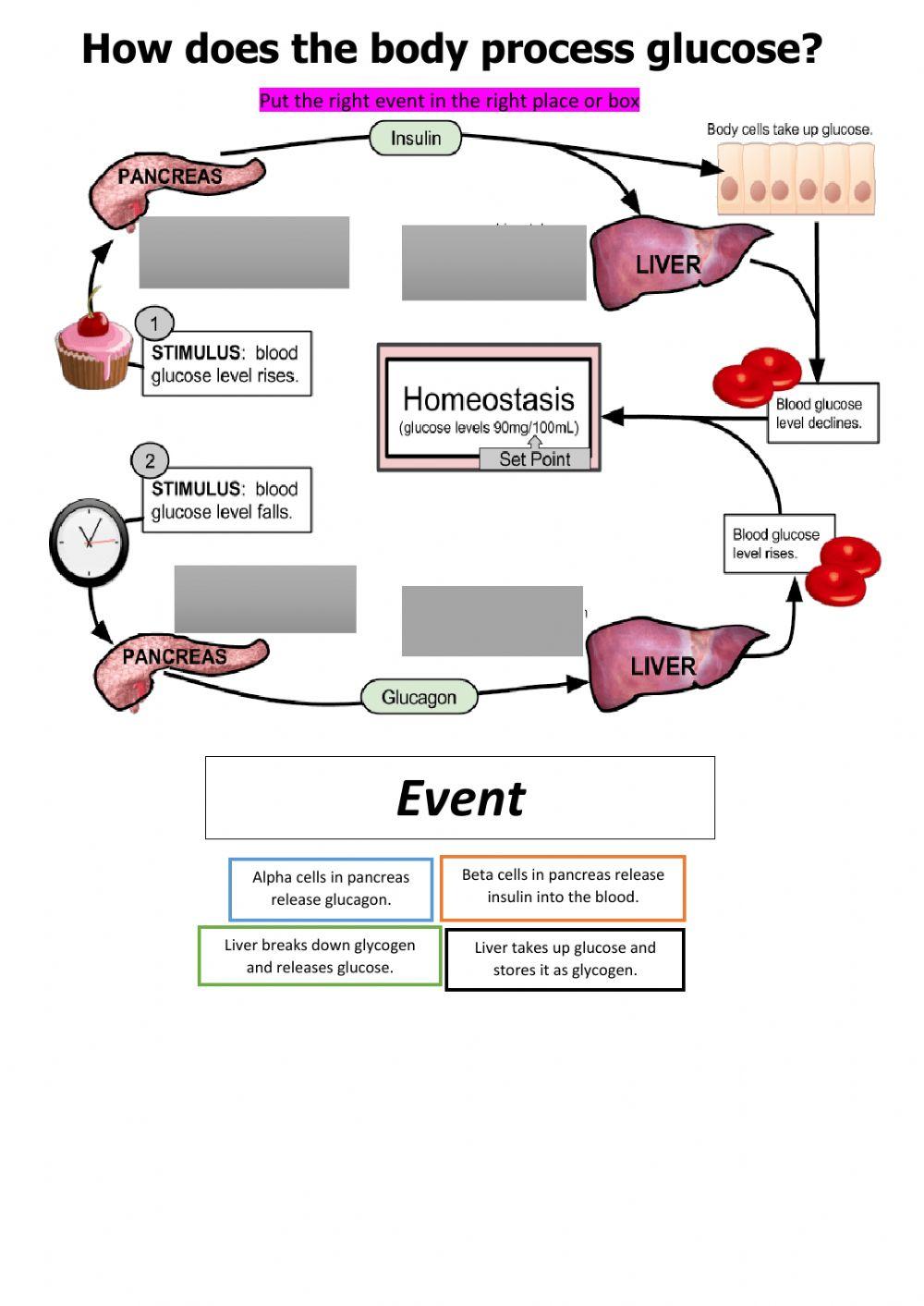 How Does The Body Process Glucose Worksheet Live Worksheets how-does-the-body-process-glucose-worksheet-live-worksheets