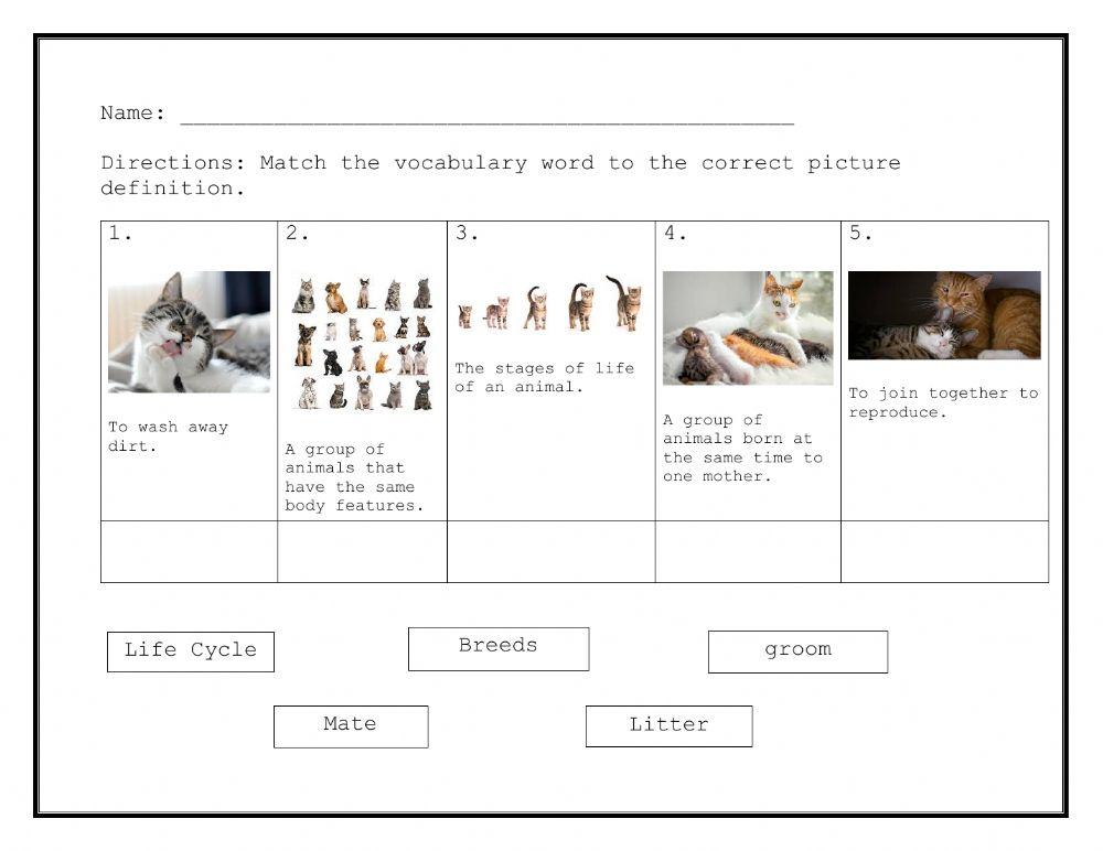 Life of Cycle of a Cat - Matching Academic Vocabulary