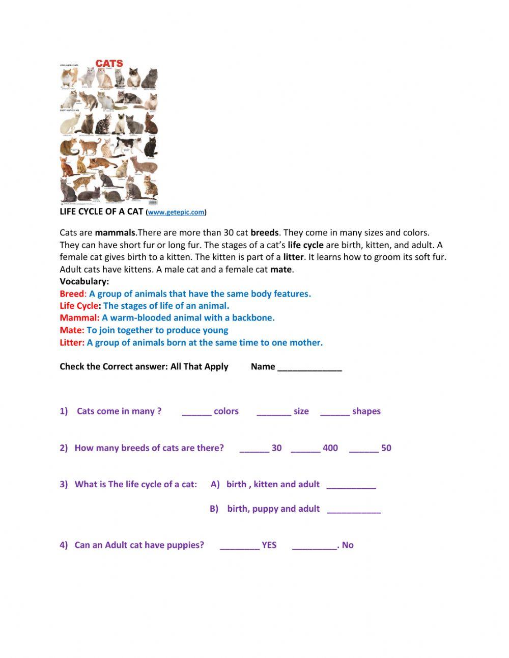 Life cycle of cats :Comprehension worksheet | Live Worksheets