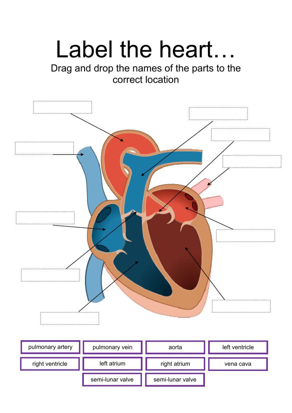Label parts of the heart worksheet | Live Worksheets label-parts-of-the-heart-worksheet-live-worksheets