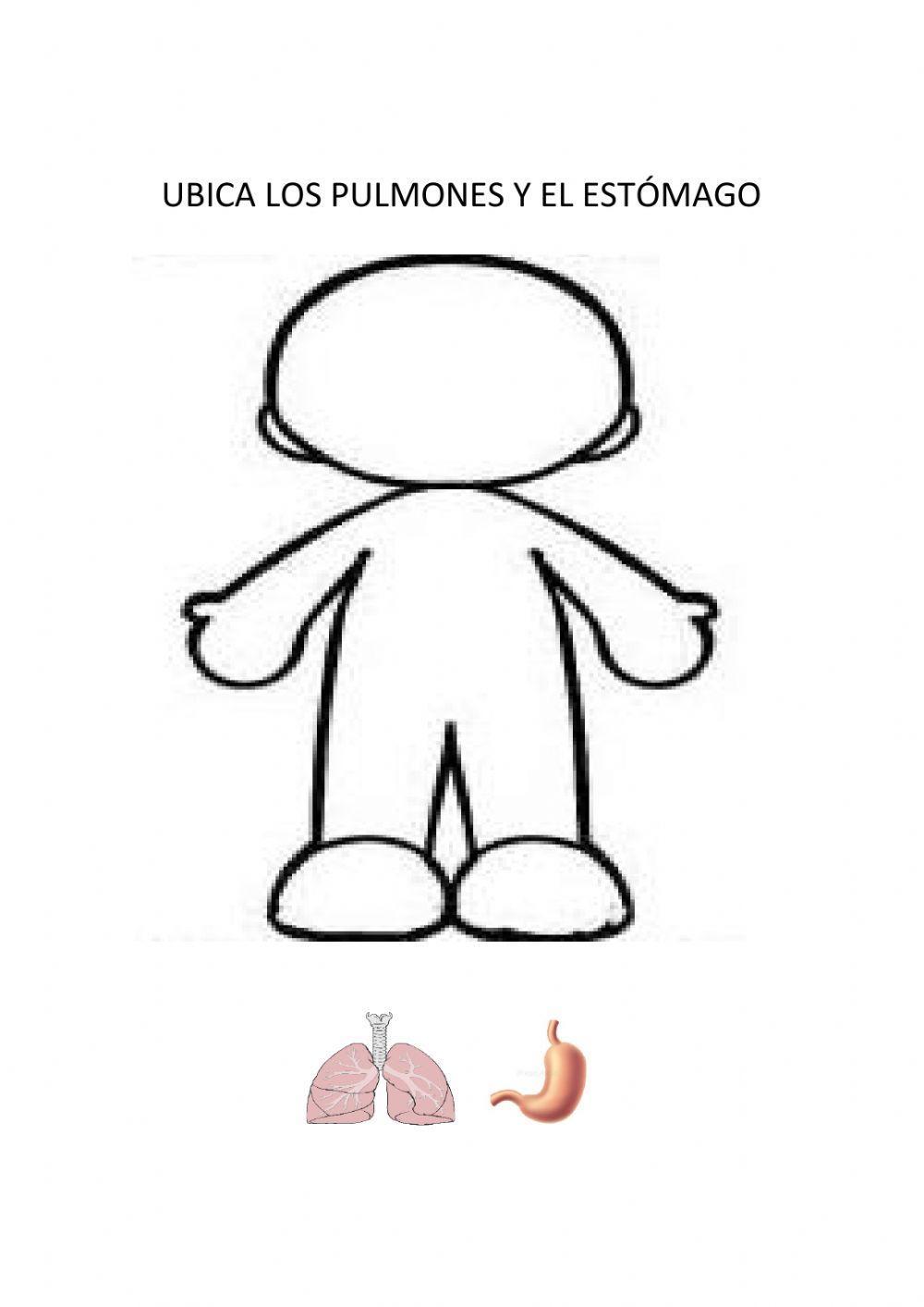 Pulmones y estómago