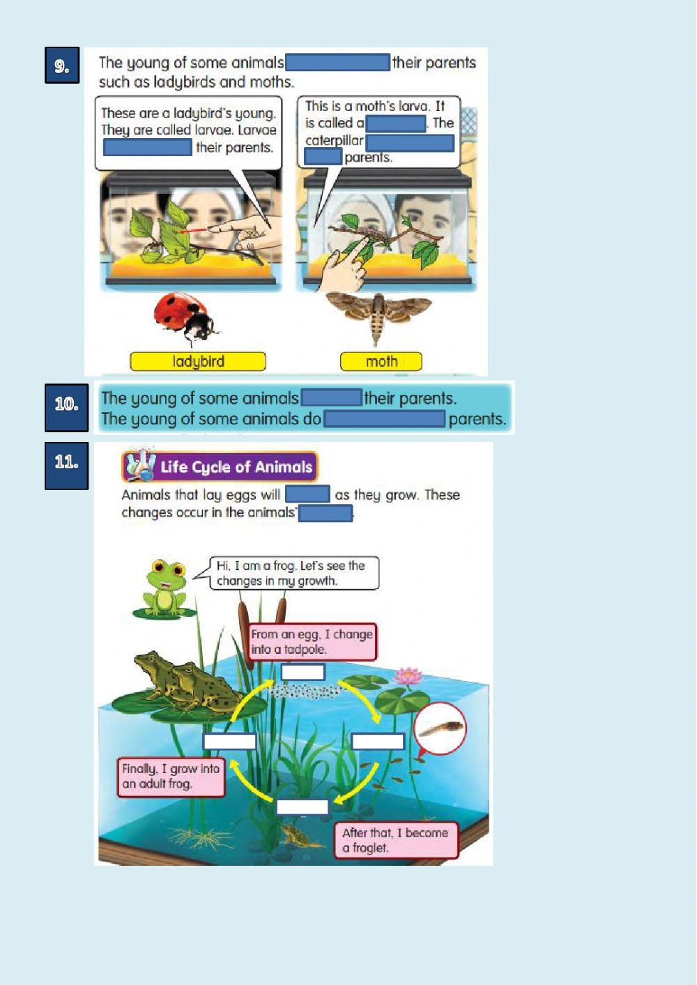 SCIENCE YEAR 2 ANIMALS REPRODUCTION