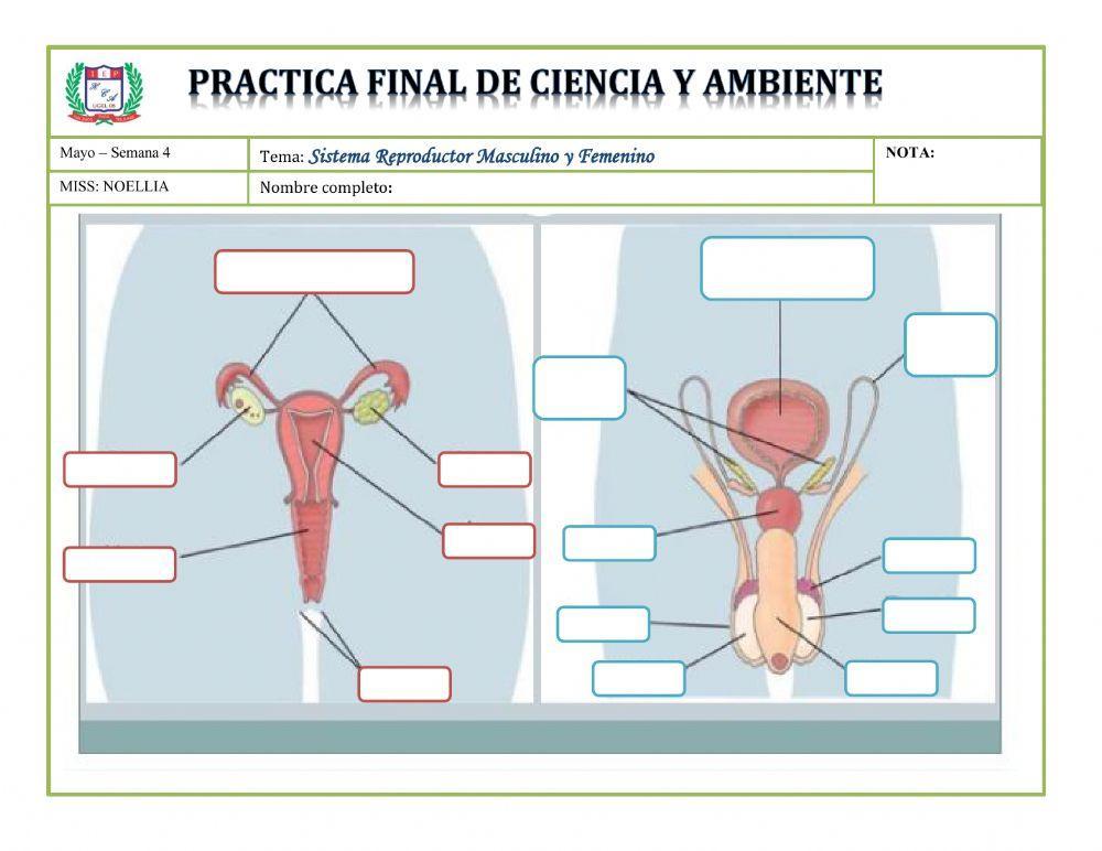 Aparato reproductor femenino y masculino Aparato reproductor femenino y masculino
