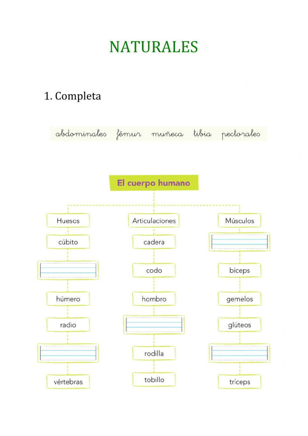 Músculos, articulaciones y huesos