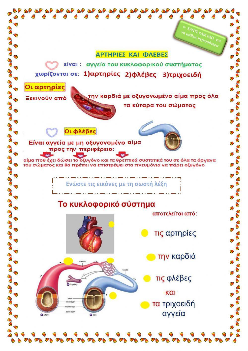 Το κυκλοφορικό σύστημα του ανθρώπου