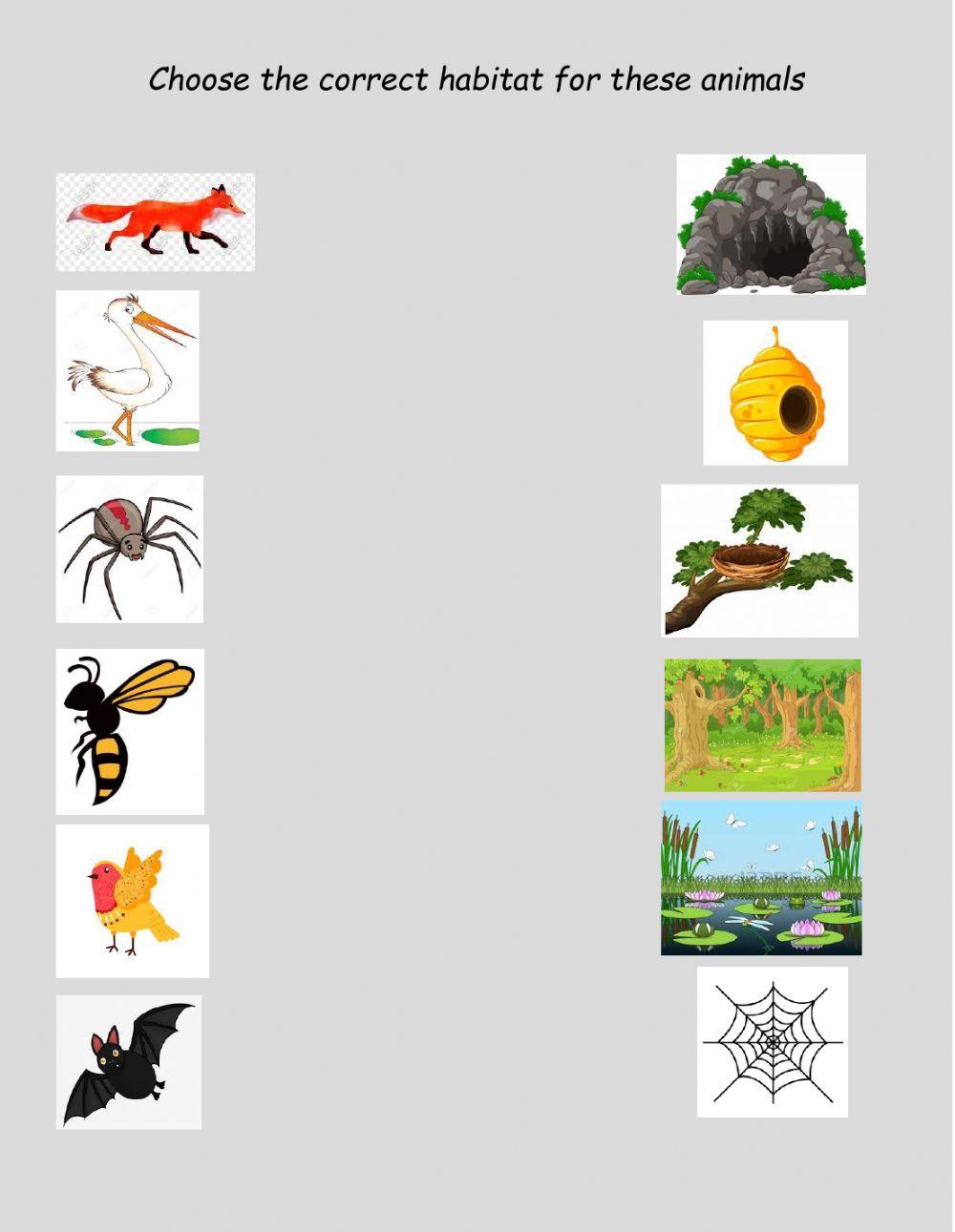 Animal habitats