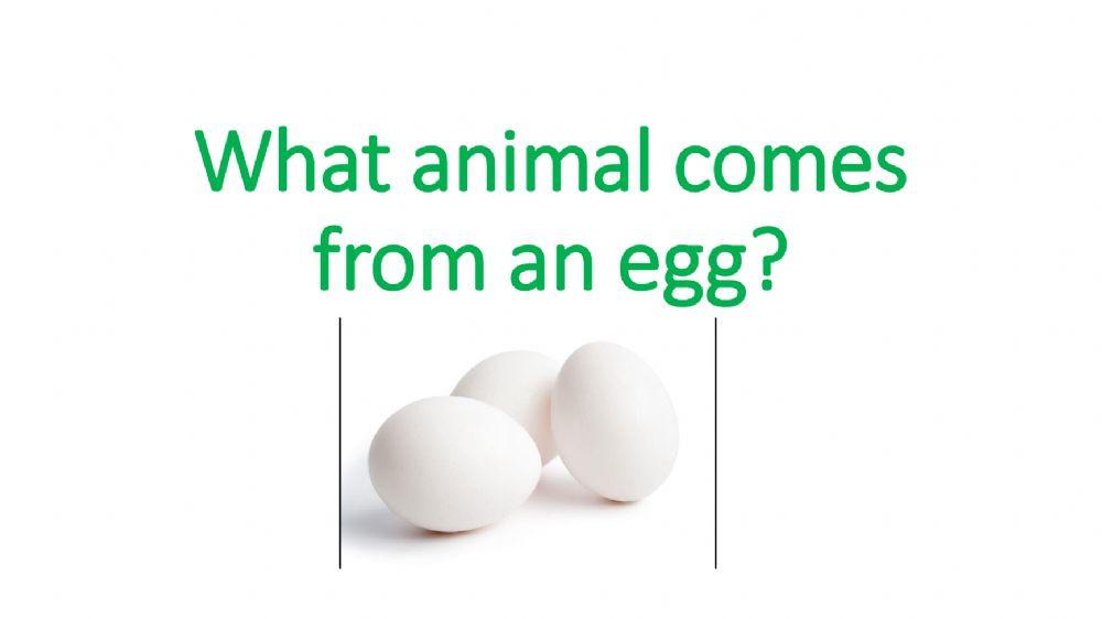 Eggs worksheet Live Worksheets