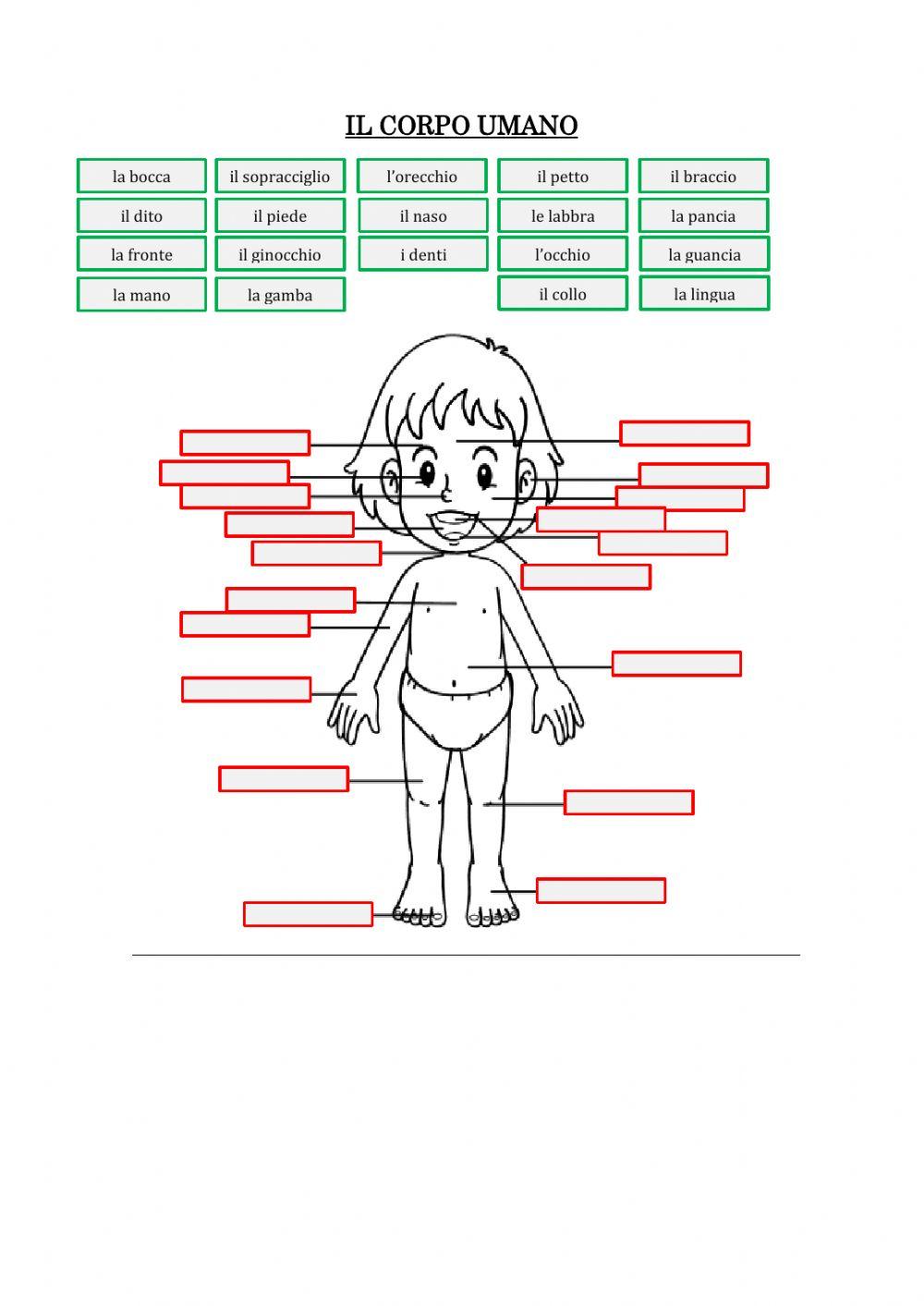 Il corpo umano