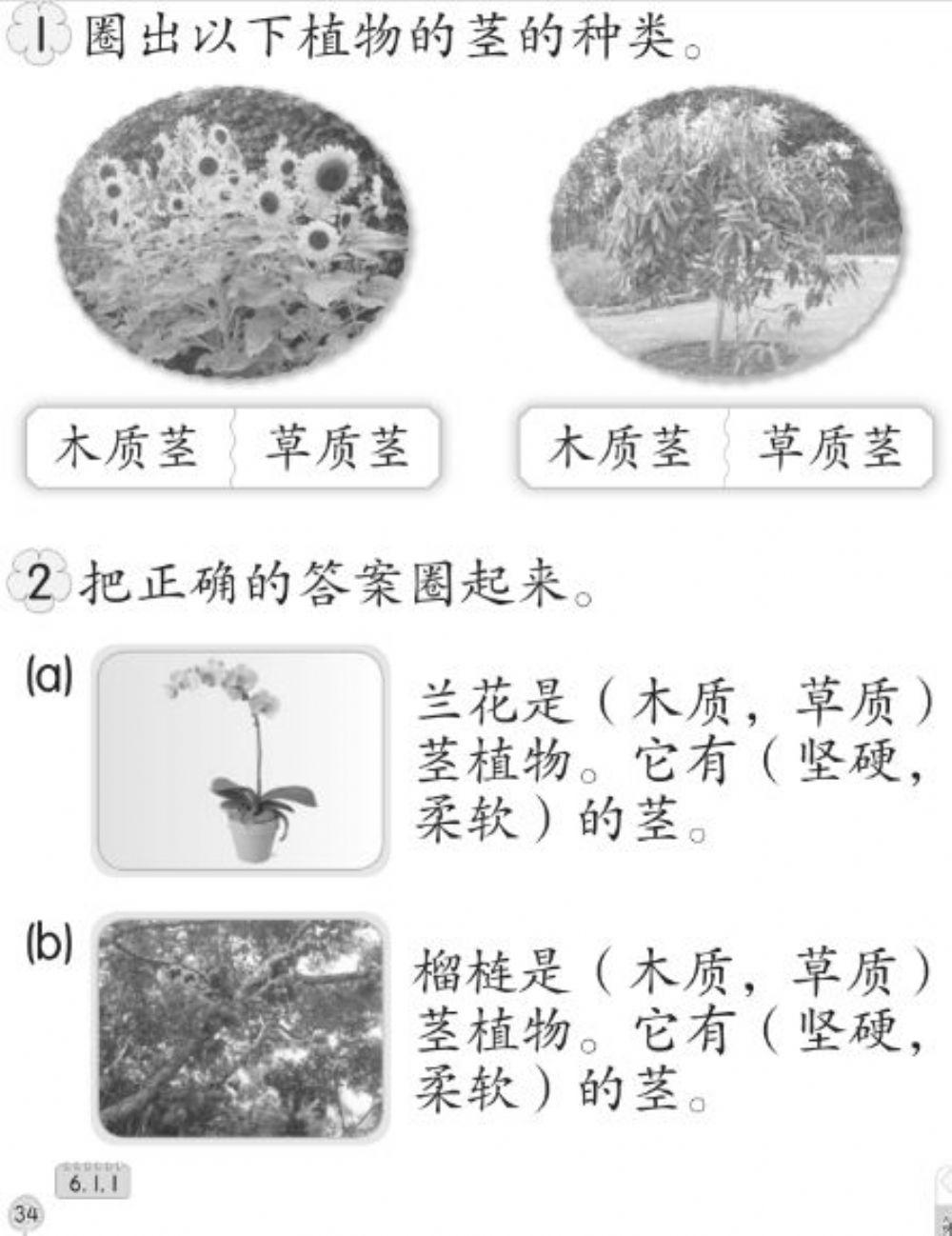 Pg 34 植物