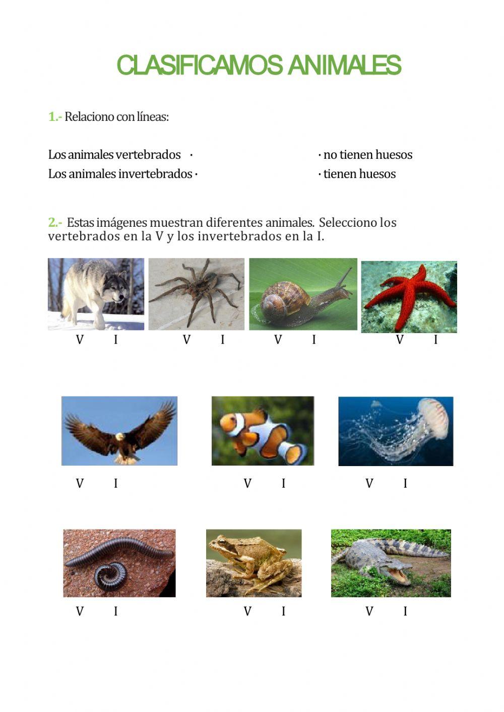 Vertebrados e invertebrados