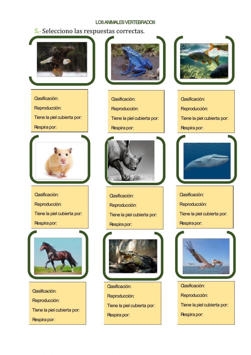 Vertebrados e invertebrados