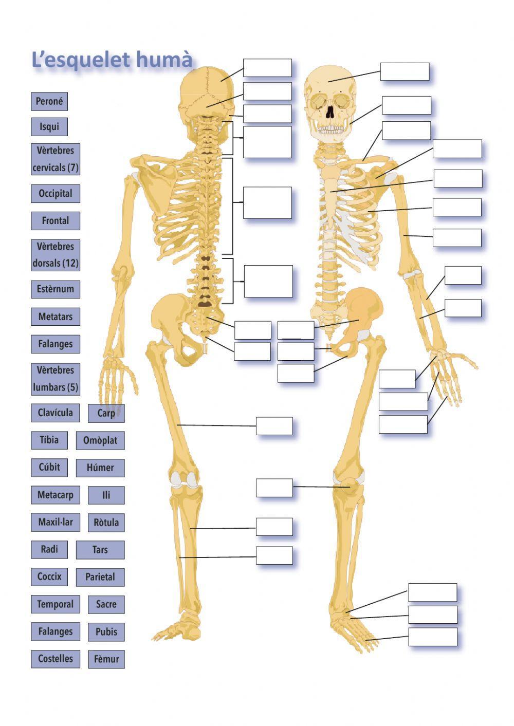 Ossos de l'esquelet