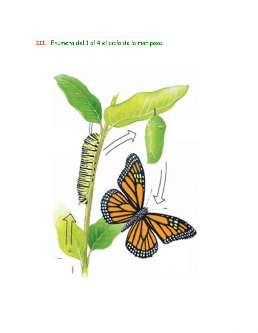 Práctica de Lectura:La mariposa monarca