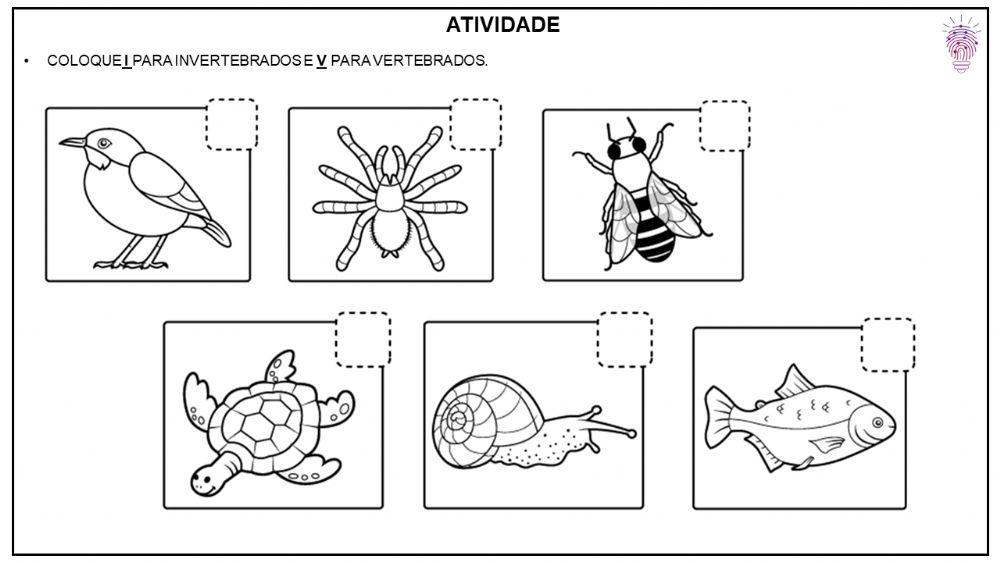 Animais invertebrados e vertebrados (1)