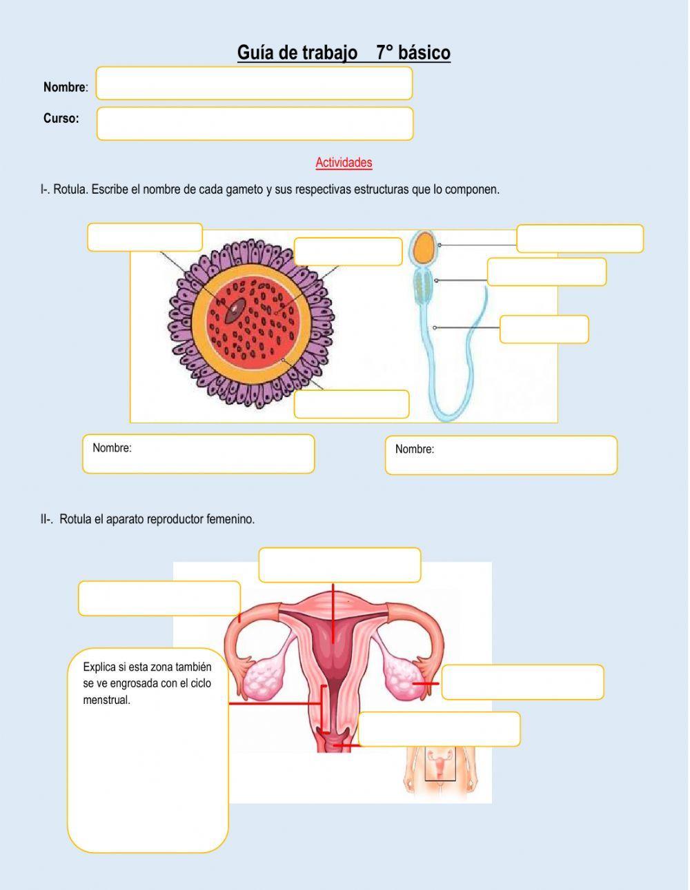 Gametos y ciclo menstrual