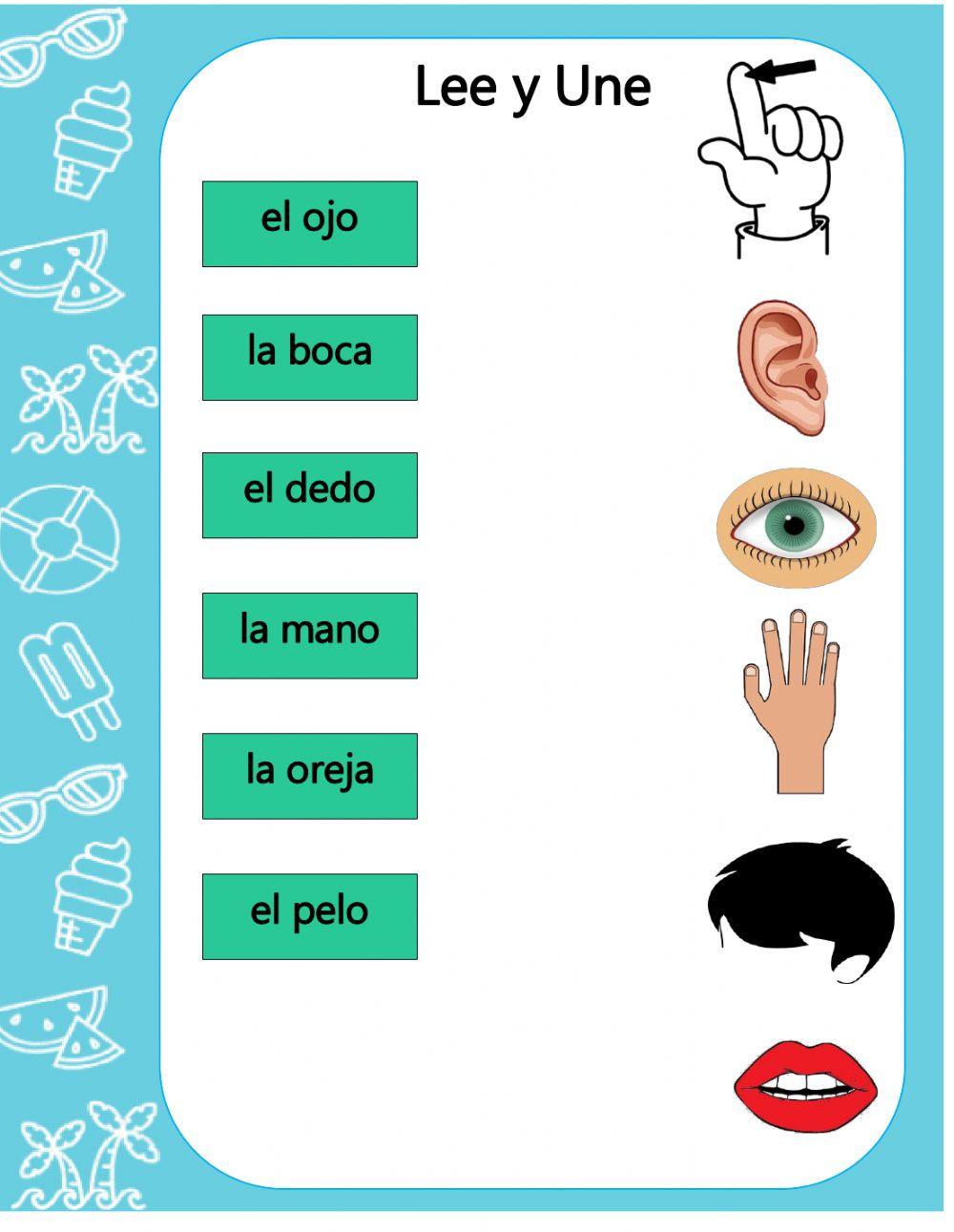 Palabras partes del cuerpo