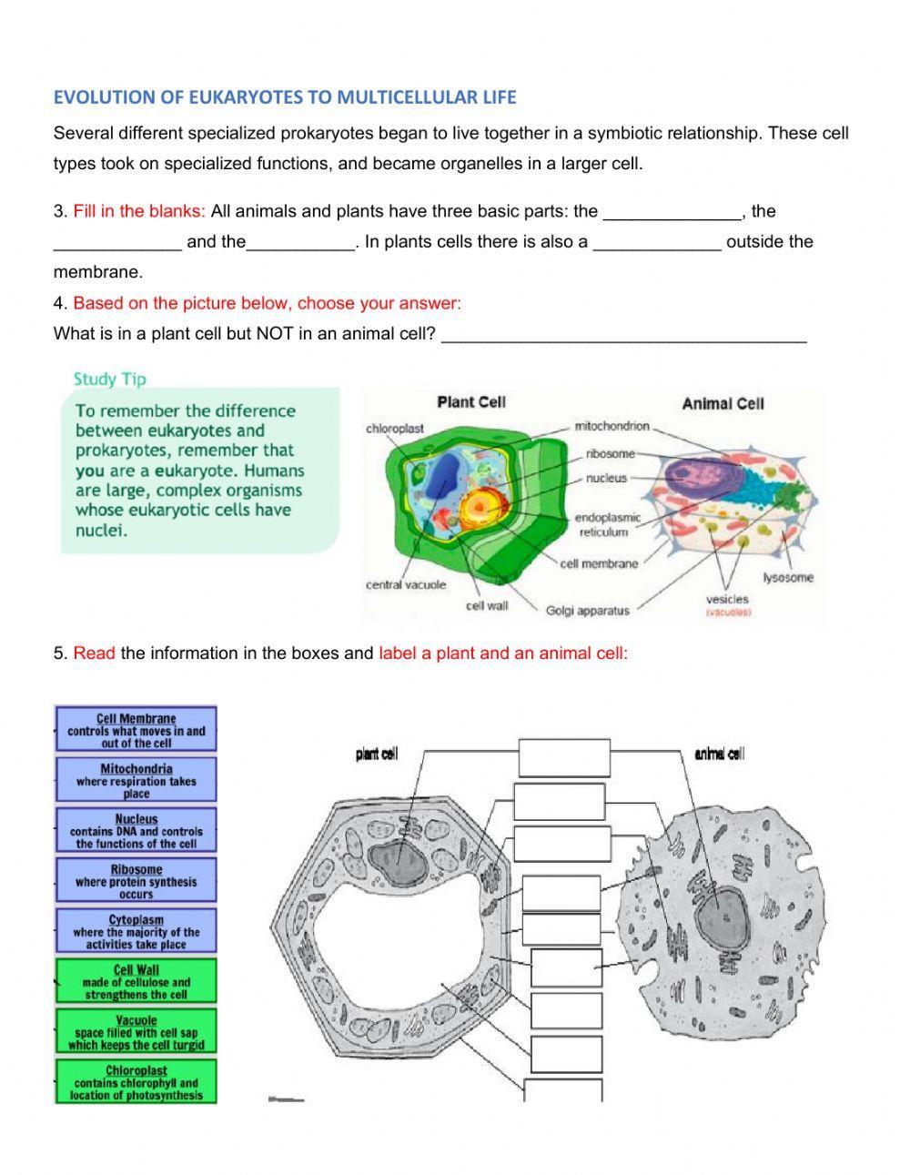 Structures-functions relationships in cells - The cell as a system - Cell theory