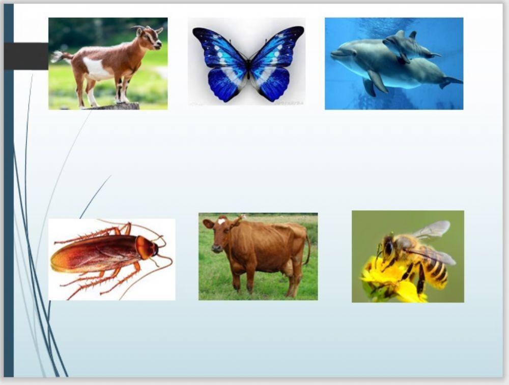 胎生动物和卵生动物