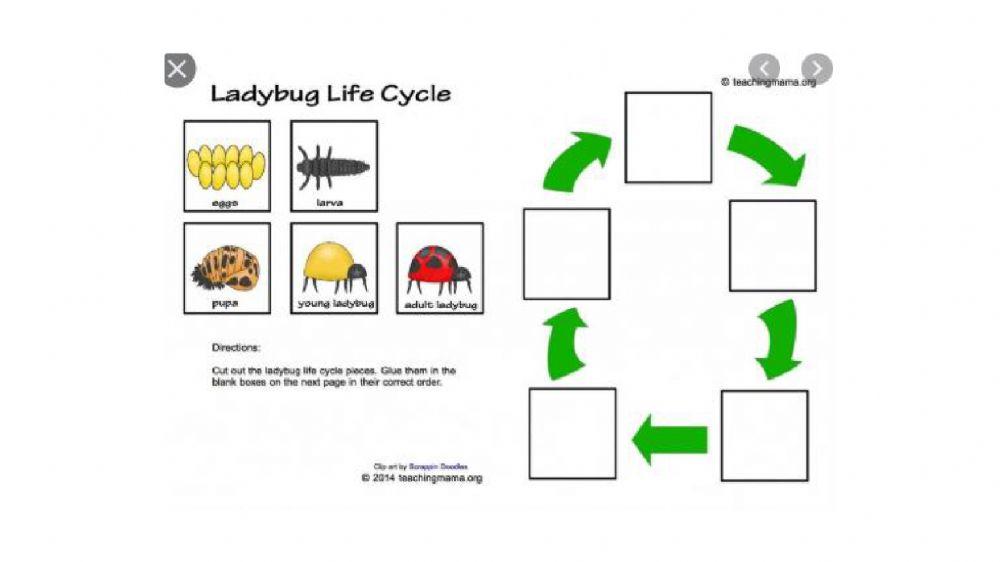 Life Cycle of a Lady Bug