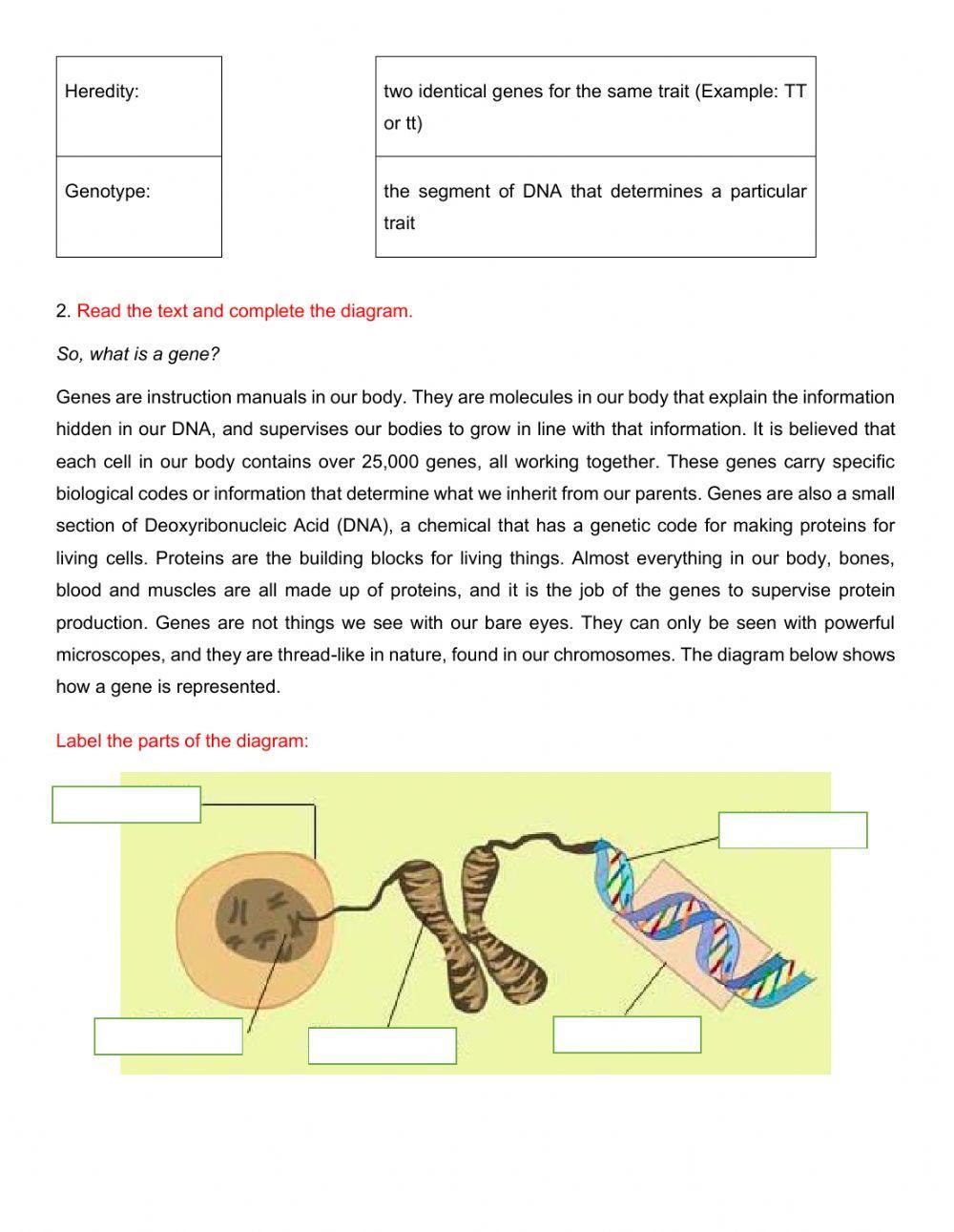 Genetics - Mendelian genetics