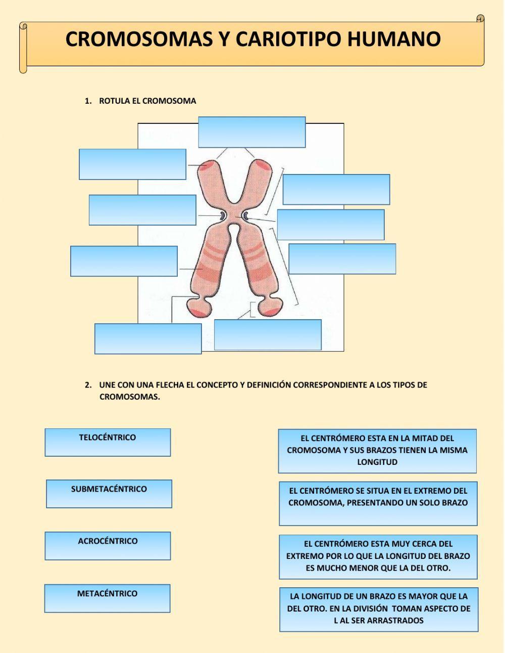 Cromosomas  y Cariotipo Humano