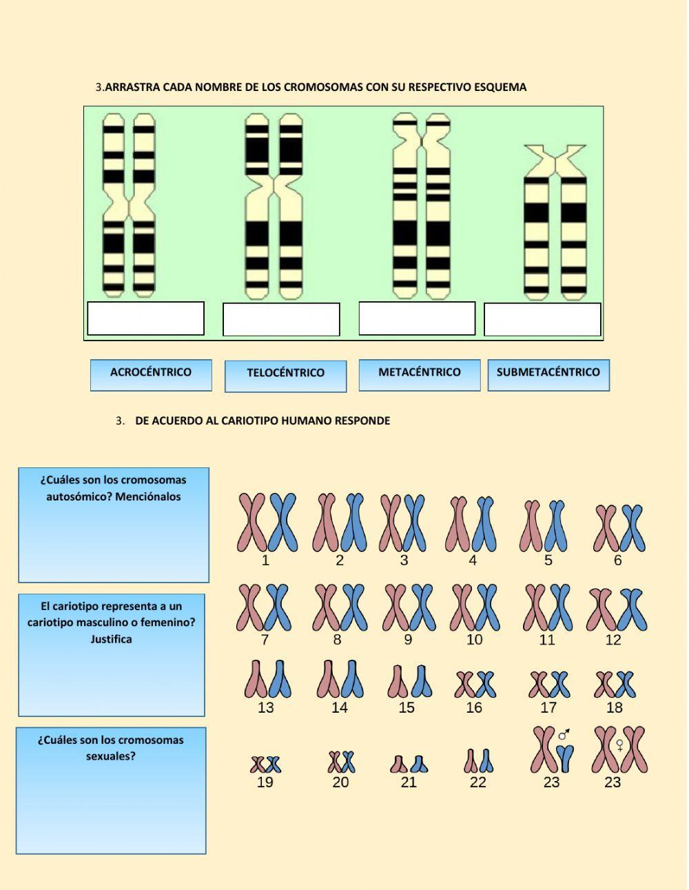 Cromosomas  y Cariotipo Humano
