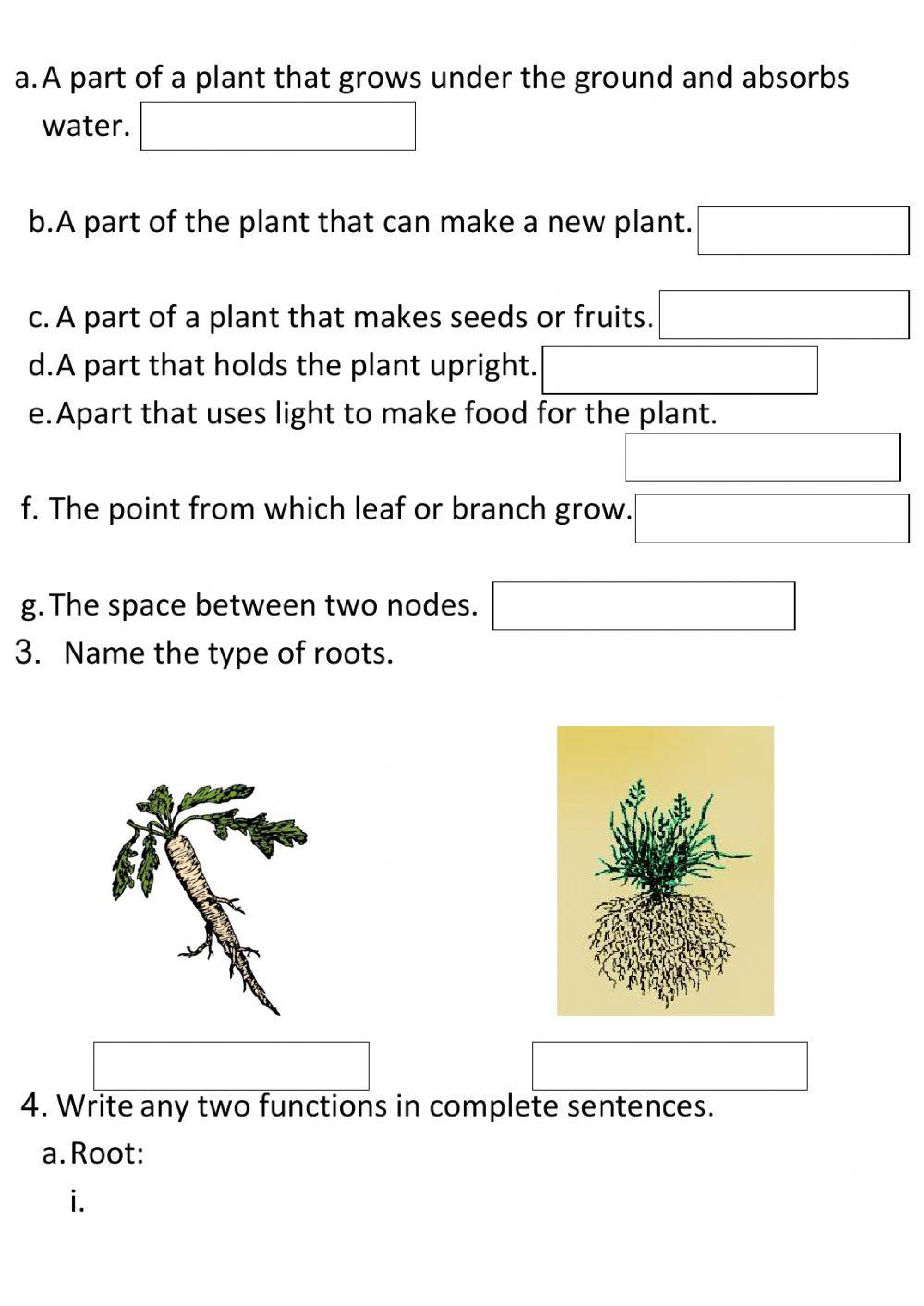 Parts of Plant