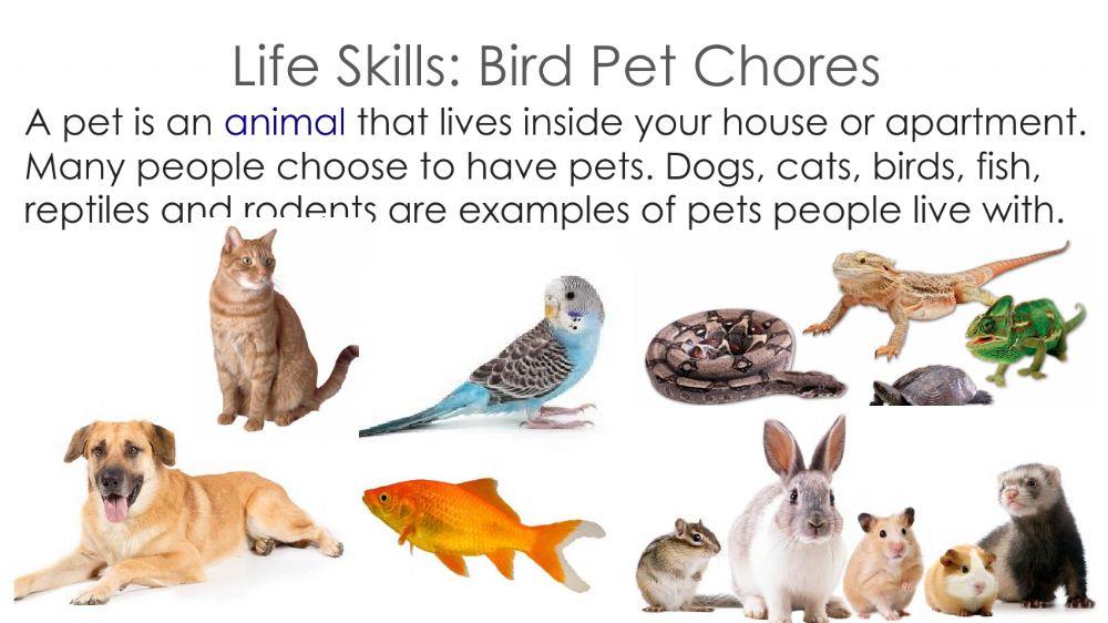 Pet chores - Birds