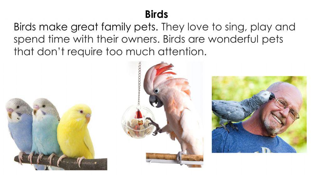 Pet chores - Birds