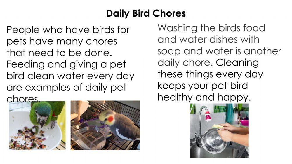 Pet chores - Birds