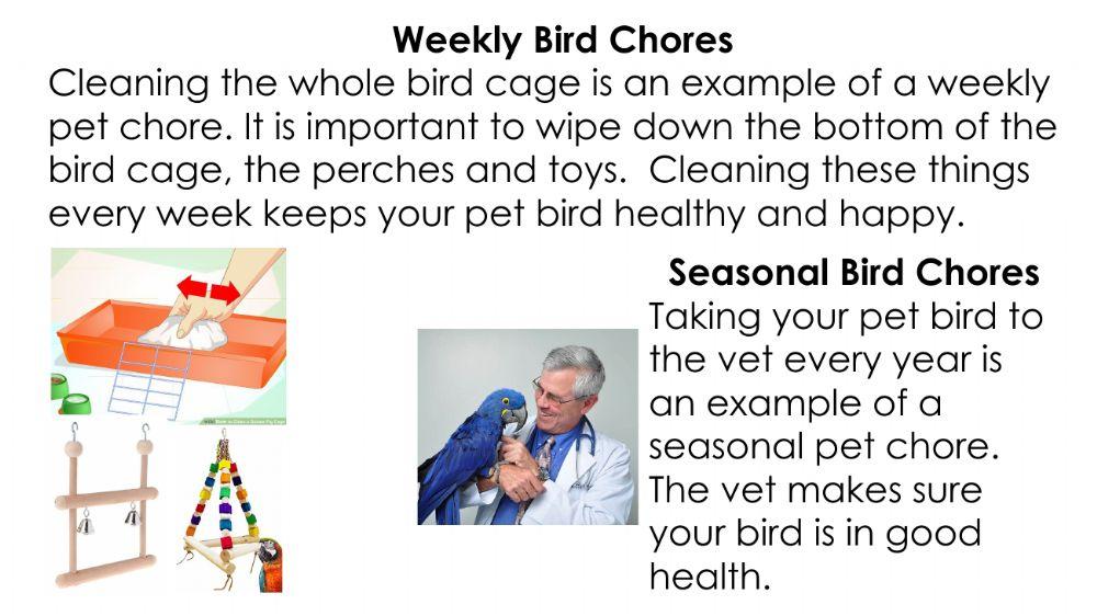 Pet chores - Birds