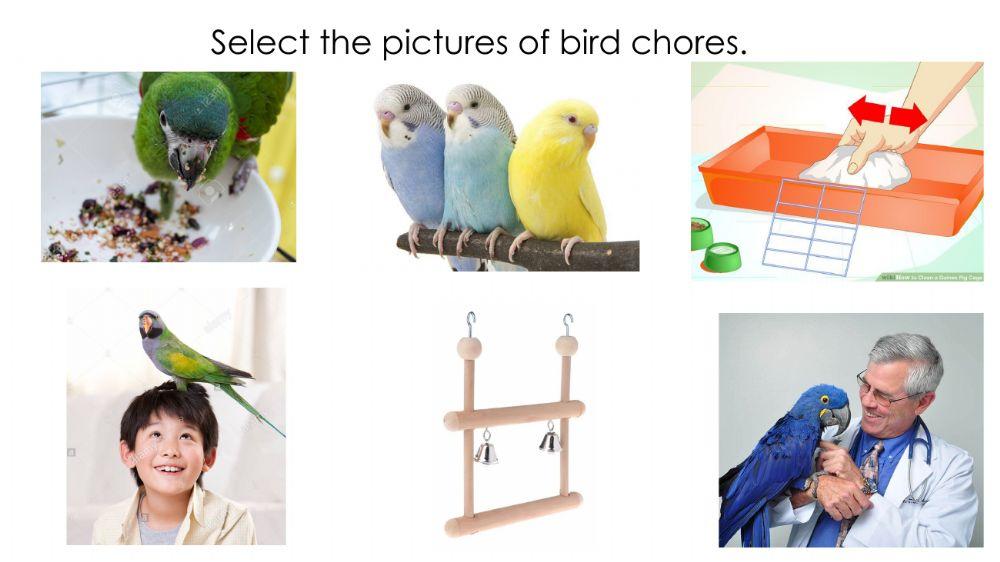Pet chores - Birds