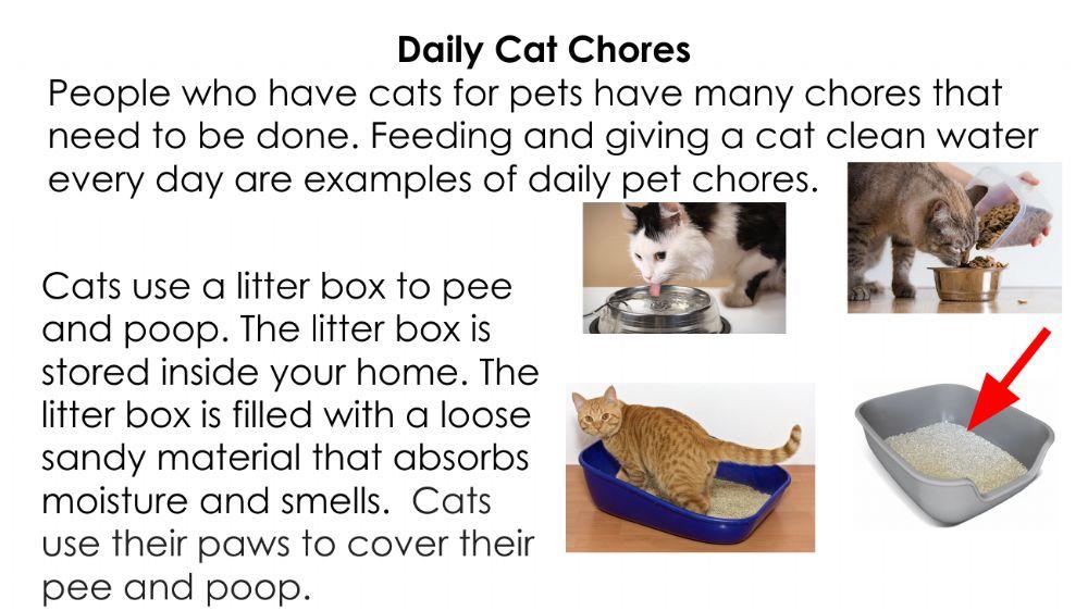 Pet chores - Cat