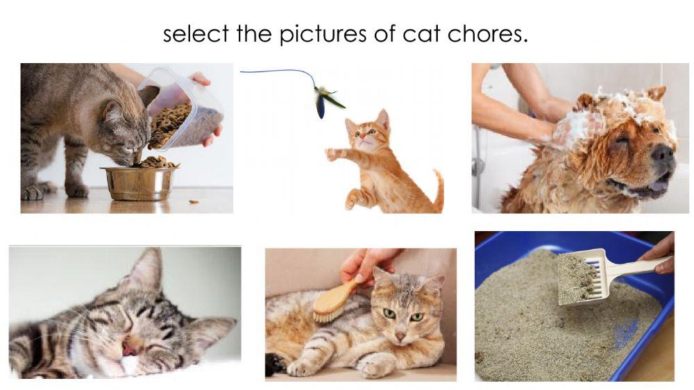 Pet chores - Cat