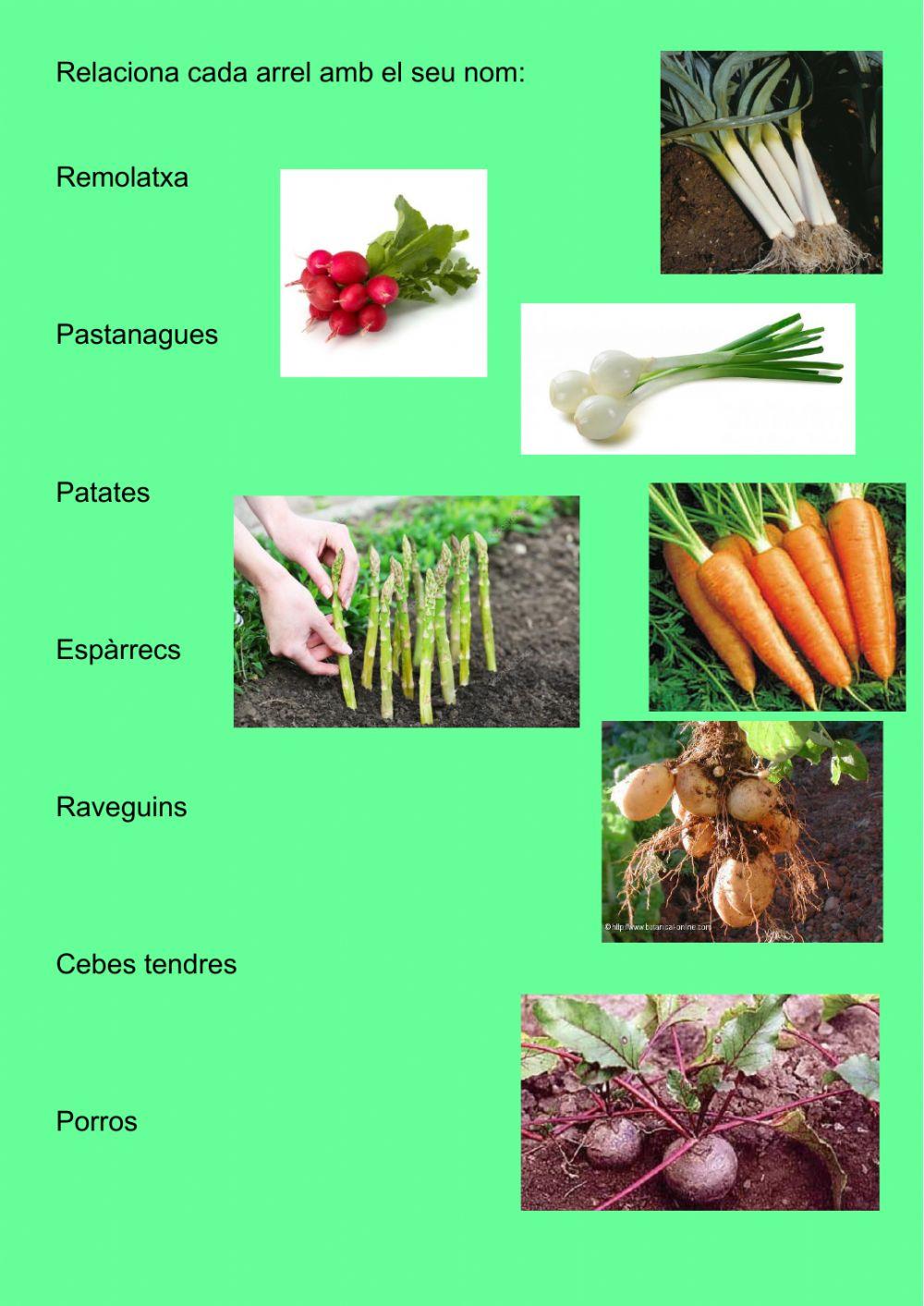 Parts de la planta: l'arrel.